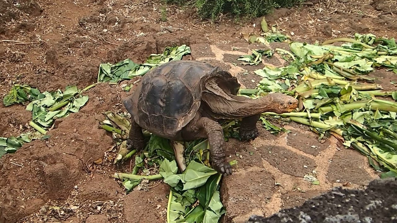 Combat de tortues
