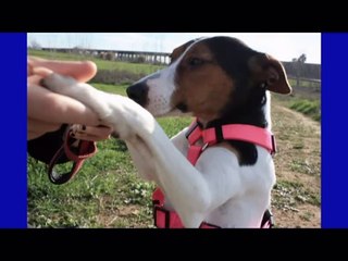 A.P.A.P. _EL AMIGO FIEL_ Córdoba