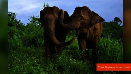 Elephants Show Empathy and Console Each Other