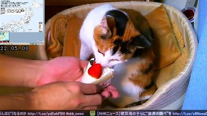 クリスマスケーキ