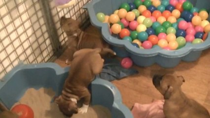 92ème vidéo de la 14ème portée de Staffordland