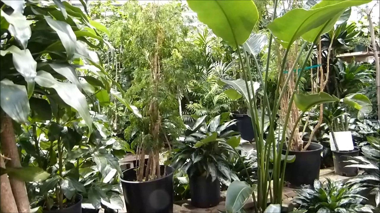 Silk Plants