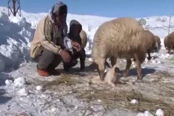 Baharın müjdecisi kuzular...