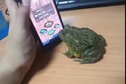 Frog catches some touch screen bugs