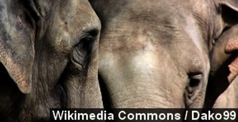 Elephants Feel Empathy, Console One Another