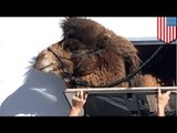 Camel goes on rampage in California, bites man's head near Palmdale