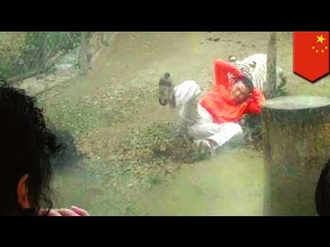 Caught on camera: Tiger attacks Chinese man after he jumps in cage to 'feed the animals'