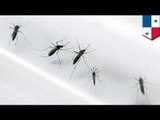 Genetically modified mosquitoes to release in Panama to halt dengue virus