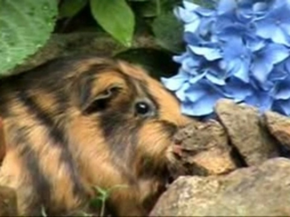 cochon d'inde