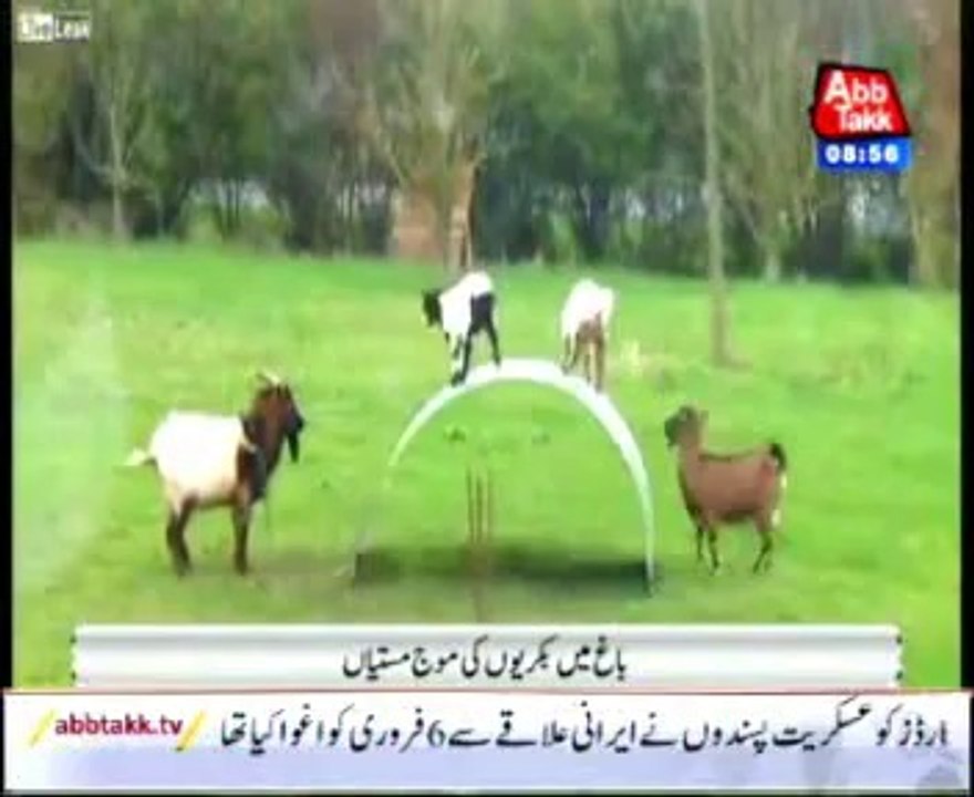 Goats Have Fun Balancing on a Flexible Sheet of Steel