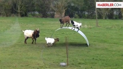 Keçiler Yaylı Bir Levhanın Üzerinde Durmaya Çalıştı