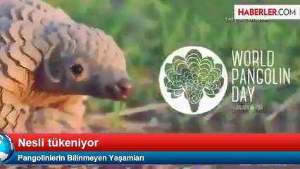 Pangolinlerin Bilinmeyen Yaşamları