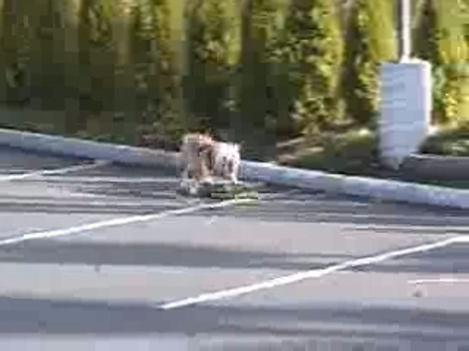 Skating
