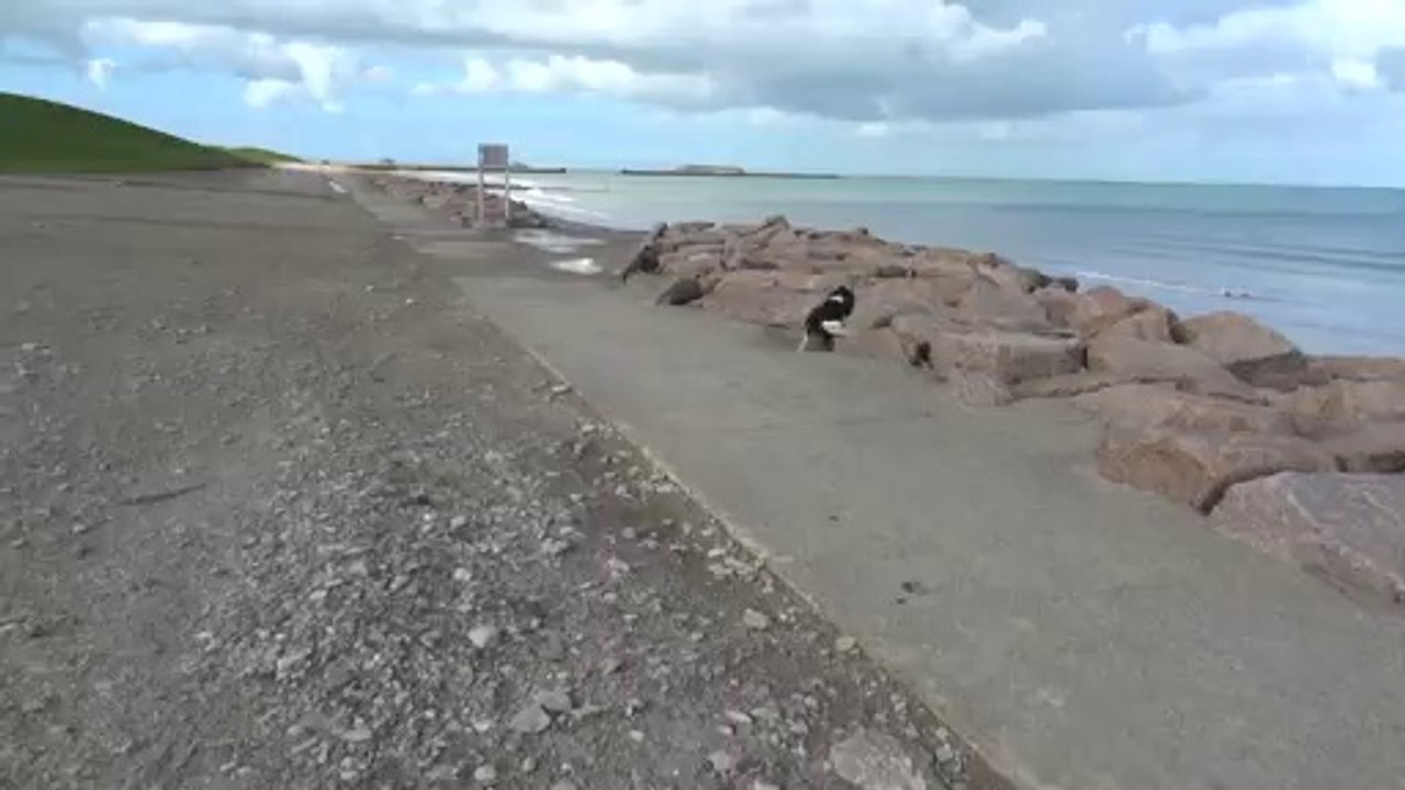 Plus de jouet