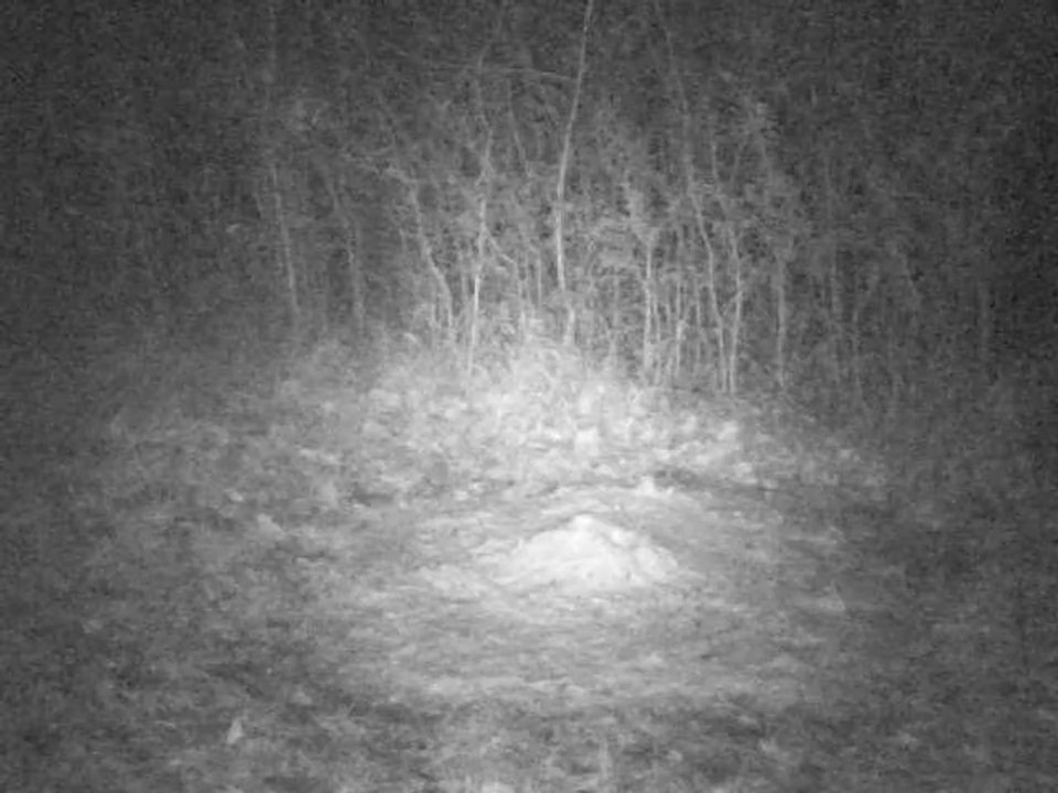 PICT0009 13/02/2014 blaireau à 02h29