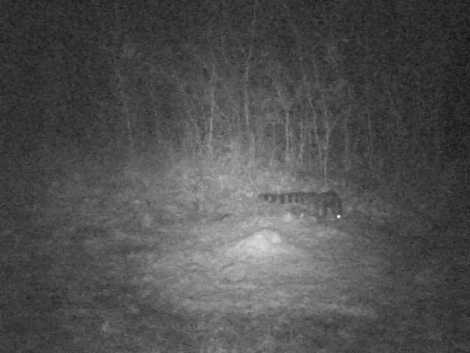 PICT0011 15/02/2014 genette à 23h08