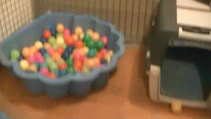 88ème vidéo IRYS de Staffordland