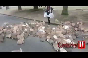 Aç kalan tavşanlar genç kızı kovaladı