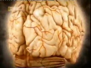 Percepcion de caras: Vision periferica