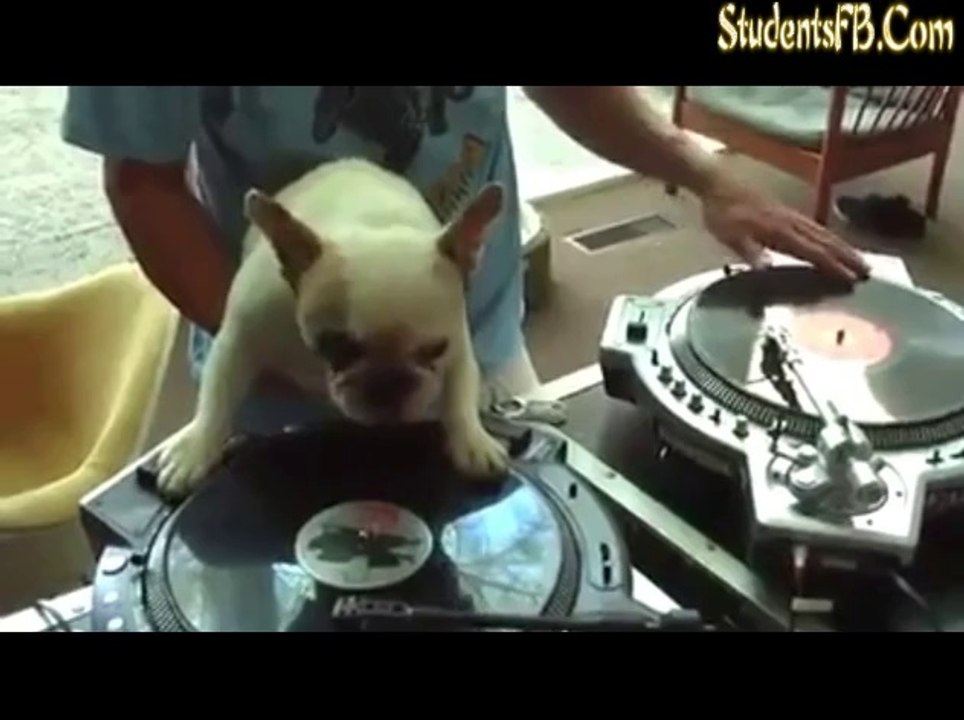 Dj vs dogs