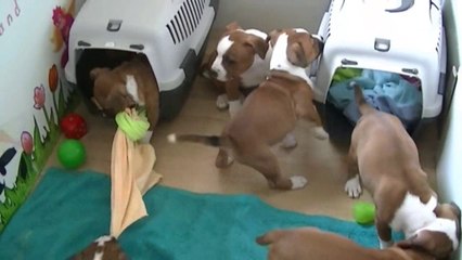 94ème vidéo de la 14ème portée de Staffordland