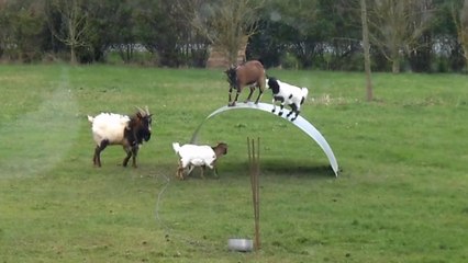 Chèvres en équilibre - goats balancing on a flexible steel ribbon