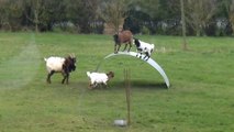 Chèvres en équilibre - goats balancing on a flexible steel ribbon
