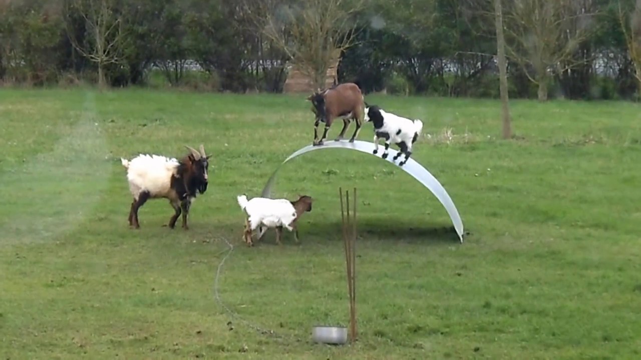 Chèvres en équilibre - goats balancing on a flexible steel ribbon