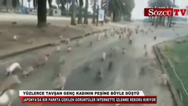 Yüzlerce tavşan genç kadının peşine böyle düştü