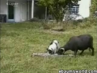 Le Chien Et La Chèvre