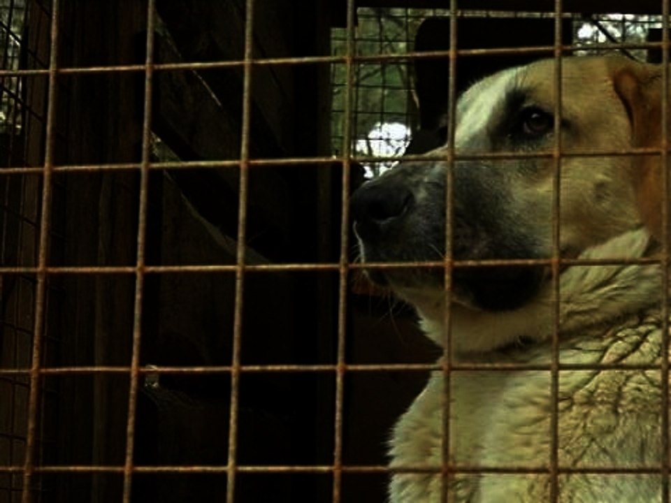 Un refuge pour éviter le massacre des chiens errants de Sotchi - 19/02