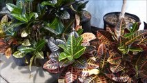Indoor Landscaping Plants