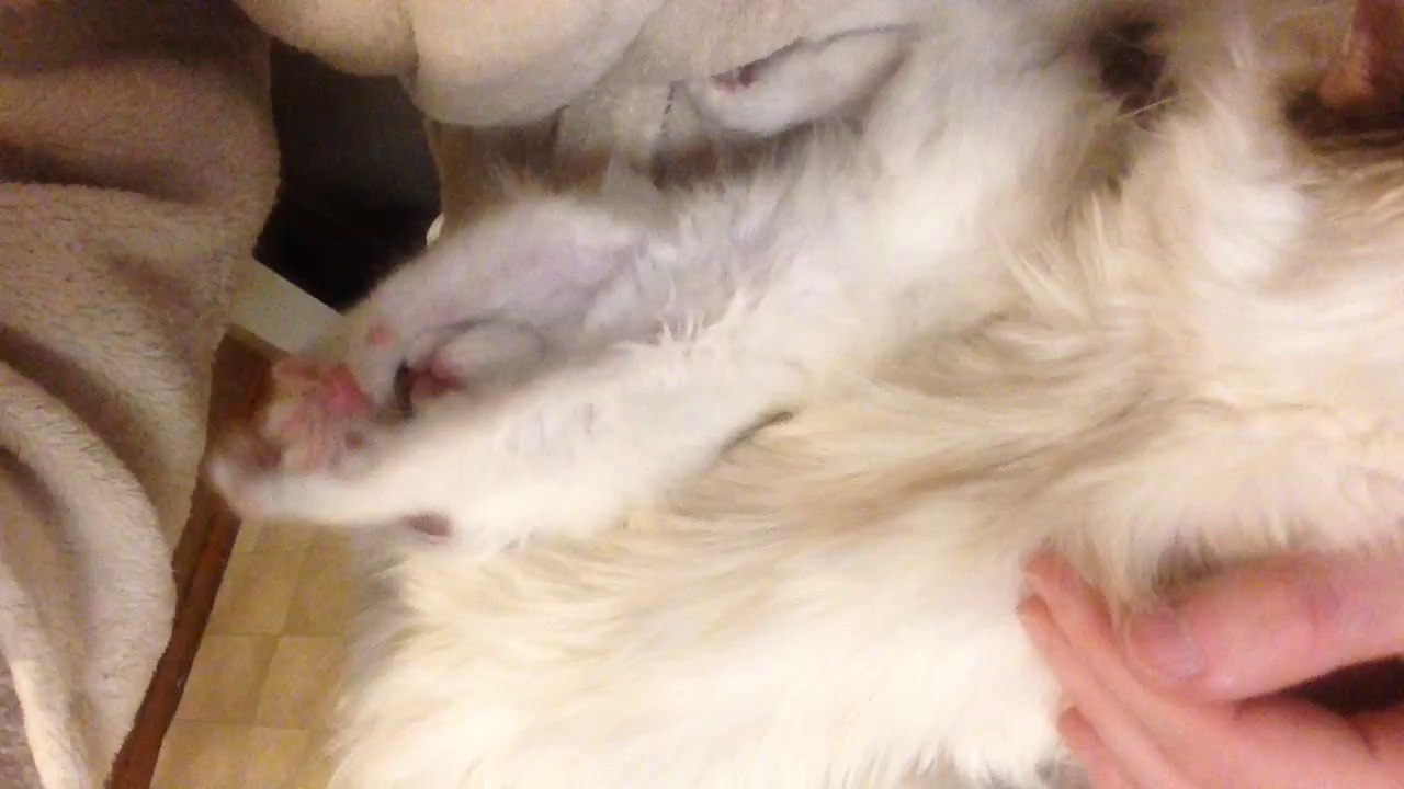 S*Sacred Heart's Sieur Aramis