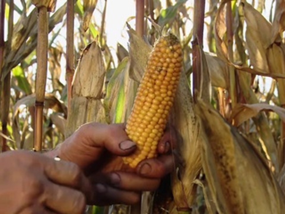 From Farm to Table