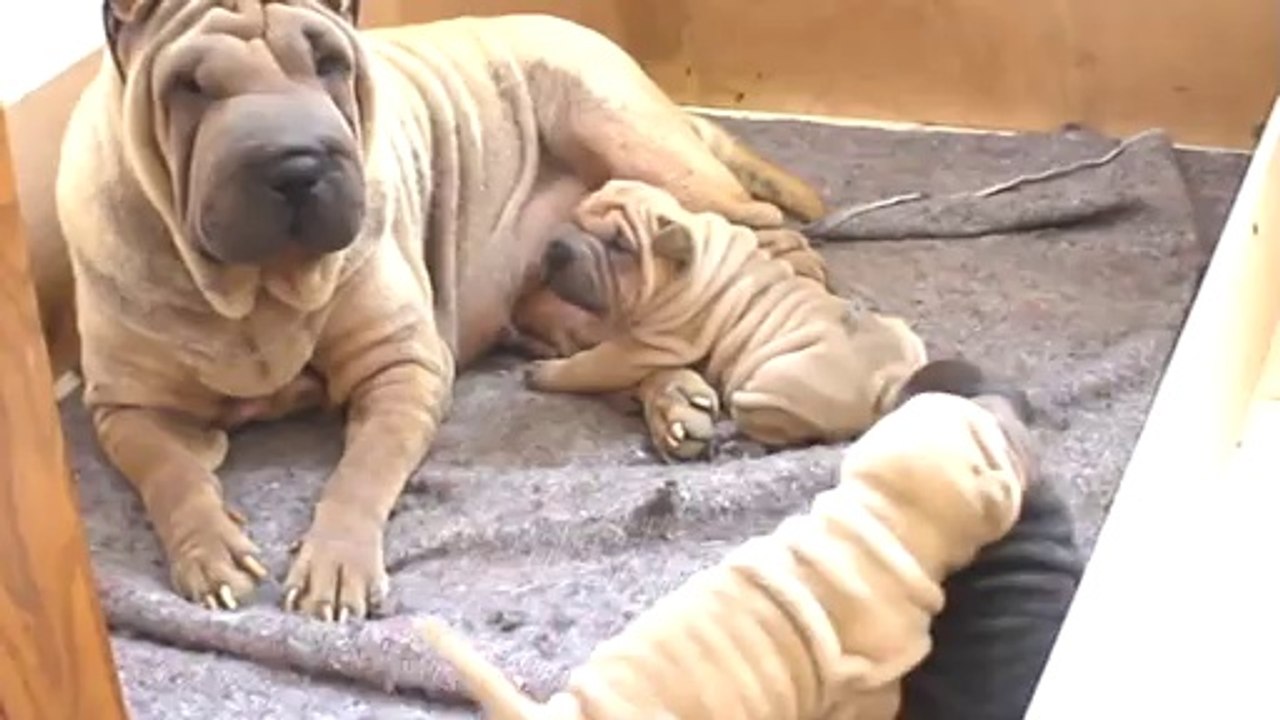 Souvenir de mes bébés Shar Peï ...