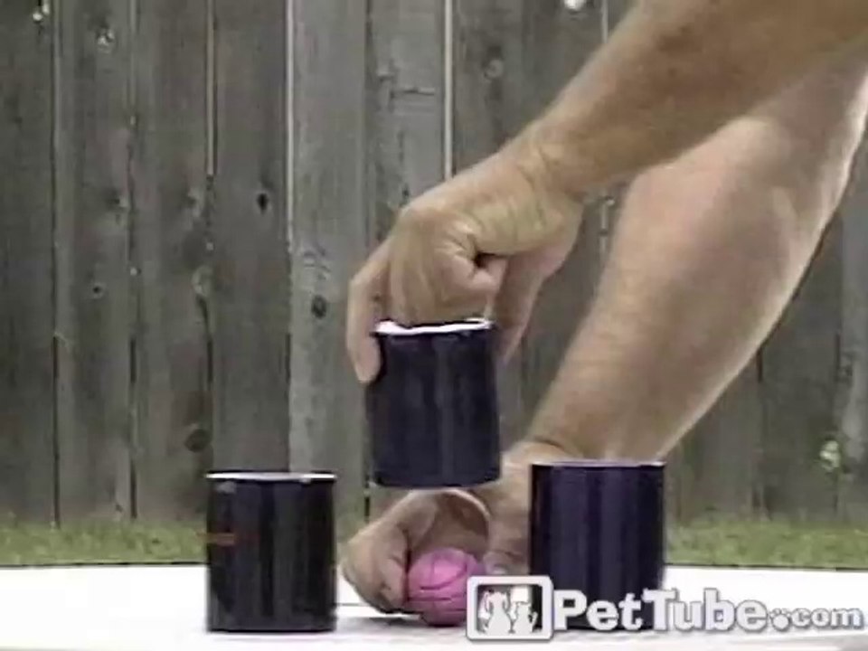 Bird Plays the Shell Game