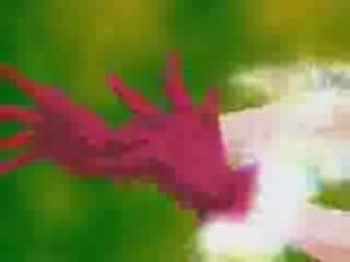 Here in your arms RyouxIchigo