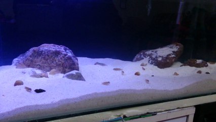 Tanganyika Similis&OcellatusGold Biotope Kurulum