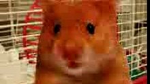Harry the hamster #1