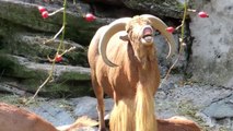 Videos de Risa: Una cabra que grita como un humano (tepillao.com)