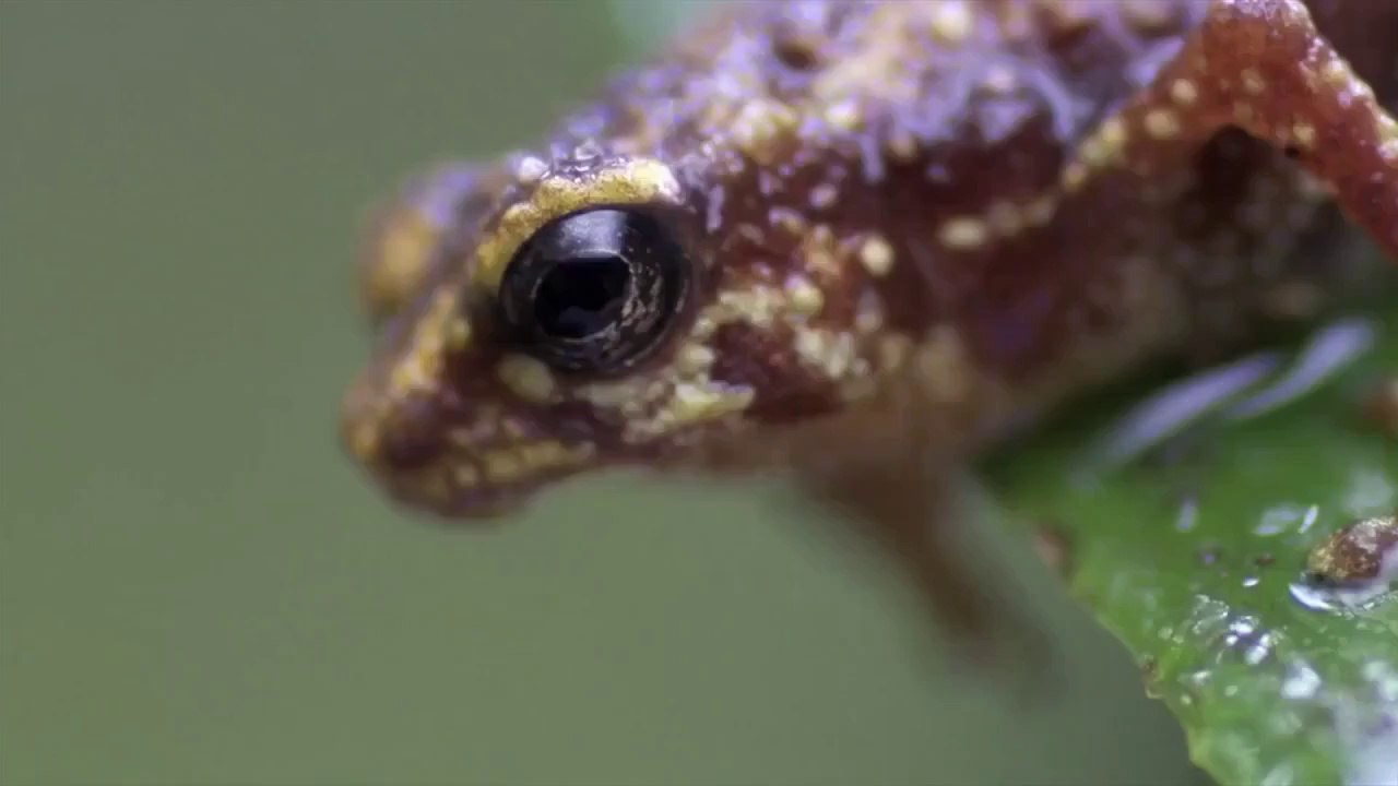 amazing animal video