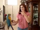 Parrot finches world's Videos_3
