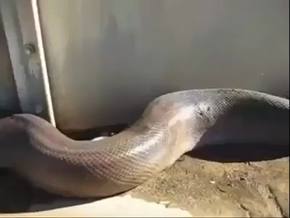 La découverte du plus grand serpent au monde !