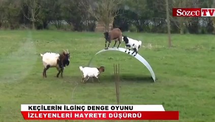 Keçilerin bu dansi görenleri şaşirtiyor