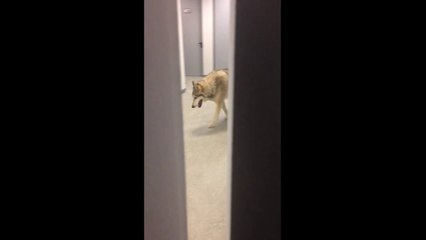 Stiri De Ultima Ora Videos Dailymotion