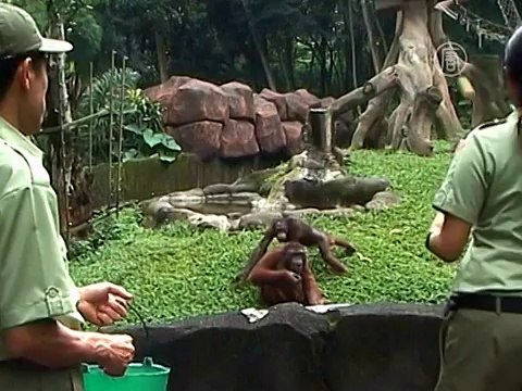Редкий орангутан родился в сафари-парке Явы