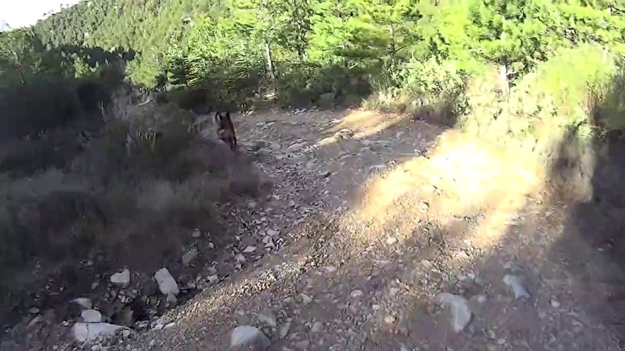 Petite sortie avec le chien 03