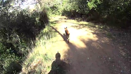 Petite sortie avec le chien 04