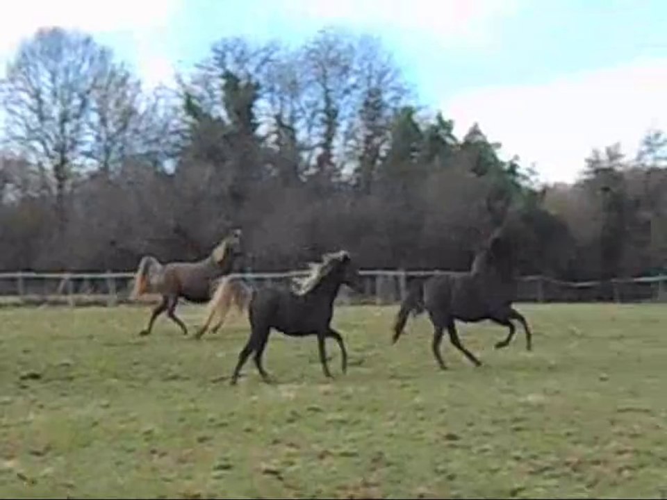 Ameerah, Abril et Mocha