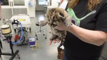 Des bébés Puma sauvés : trop mignon!